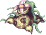 Jungle Madragora
